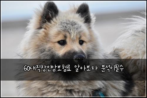 60대직장인암보험료 알아보자 분석이필수