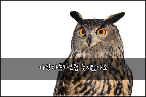 가상자동차보험 늦지않아요 