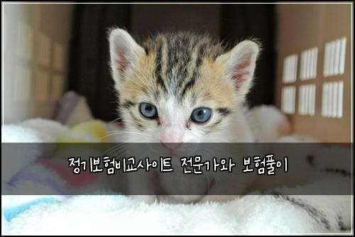 정기보험비교사이트 전문가와 보험풀이