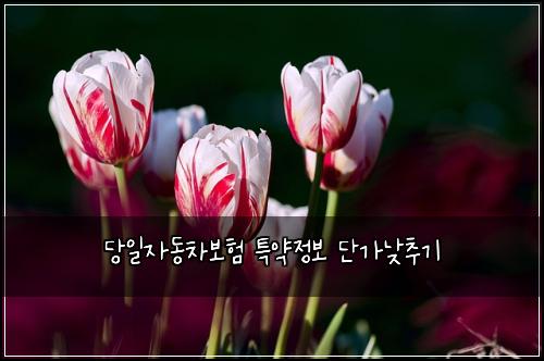 ๋น์ผ์๋์ฐจ๋ณดํ ํน์ฝ์ ๋ณด ๋จ๊ฐ๋ฎ์ถ๊ธฐ