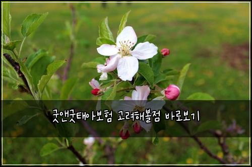 굿앤굿태아보험 고려해볼점  바로보기