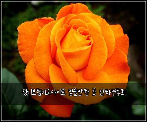 정기보험비교사이트 믿을만한 곳 안하면후회