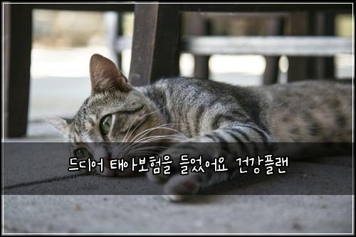 λλμ΄ νμ보νμ λ€μμ΄μ 건κ°νλ