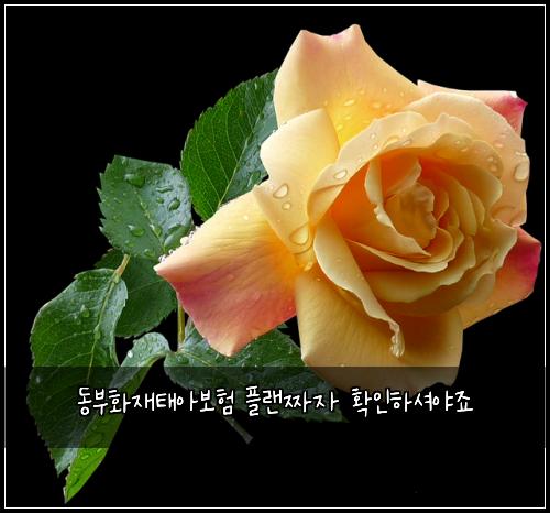 동부화재태아보험 플랜짜자  확인하셔야죠