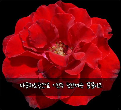 자동차보험만료 이번주 첫번째는 꼼꼼비교