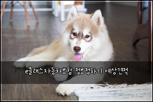 e클래스자동차보험 정보정하기  예상견적