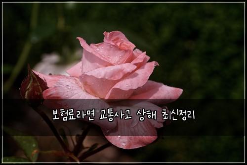 ๋ณดํ๋ฃ๋ผ๋ฉด ๊ตํต์ฌ๊ณ ์ํด ์ต์ ์ ๋ฆฌ
