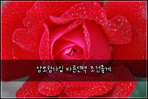 암보험가입 바른선택 조건좋게