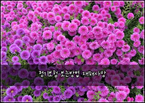 정기보험 보는방법  재해사망