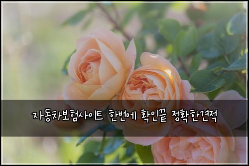 μλ차보νμ¬μ΄νΈ νλ²μ νμΈλ μ νν견μ 