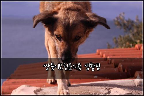 쌍둥이보험문의용 생활팁