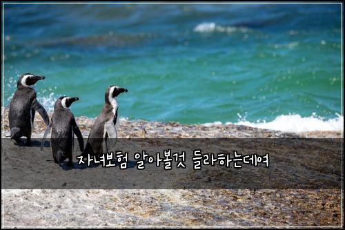 자녀보험 알아볼것  들라하는데여