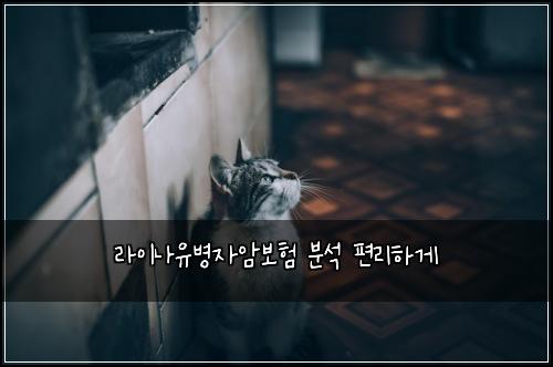 라이나유병자암보험 분석  편리하게