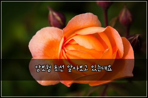 암보험 최선  알아보고 있는대요