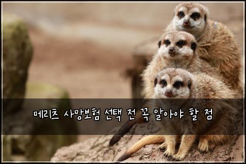 메리츠 사망보험 선택 전 꼭 알아야 할 점