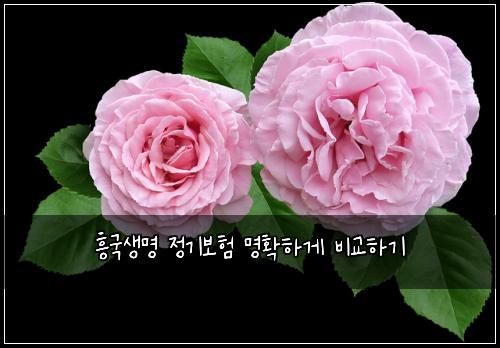 흥국생명 정기보험 명확하게  비교하기