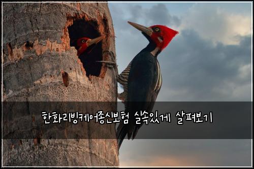 한화리빙케어종신보험 실속있게 살펴보기