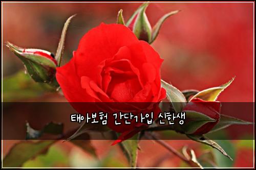태아보험 간단가입  신한생