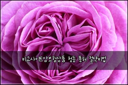 비교사이트암보험상품 청동 퐁허 절약비법