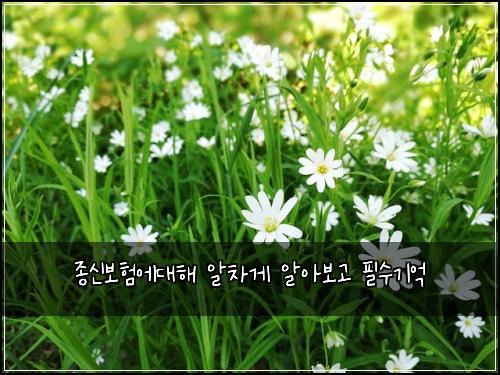 종신보험에대해 알차게 알아보고 필수기억