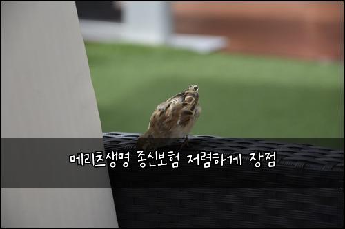 메리츠생명 종신보험 저렴하게  장점