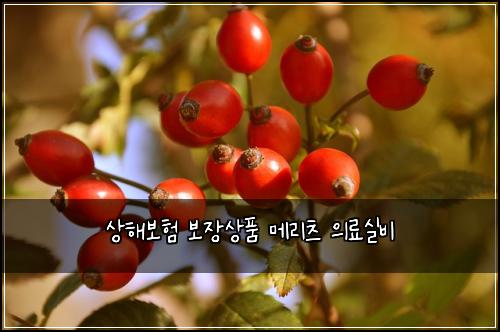 μν΄λ³΄ν 보μ₯μν λ©λ¦¬μΈ μλ£μ€λΉ