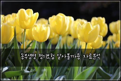 동부생명 정기보험 알아볼까용  자료분석