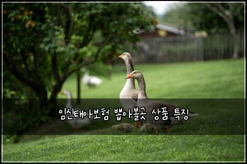 임신태아보험 뽑아볼곳  상품 특징