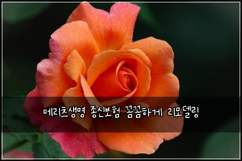 ๋ฉ๋ฆฌ์ธ ์๋ช
์ข
์ ๋ณดํ ๊ผผ๊ผผํ๊ฒ ๋ฆฌ๋ชจ๋ธ๋ง