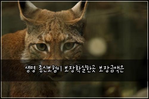 생명 종신보험이 보장확실한곳 보장금액은