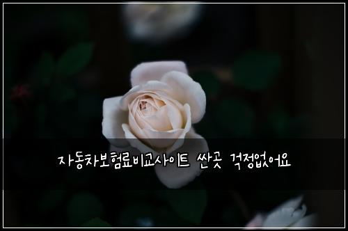 자동차보험료비교사이트 싼곳 걱정없어요