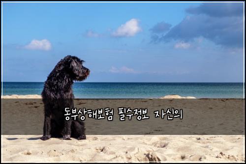 동부상해보험 필수정보  자신의
