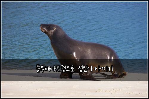 ๋๋ถํ์๋ณดํ์ผ๋ก ์ฑ์ธ์ด ์๋ผ๊ธฐ