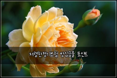 ์ ๋ ดํ์ ๊ธฐ๋ณดํ ๋ฐฉ์ฌ๊ธ๋ฌผ ํฌ์ธํธ