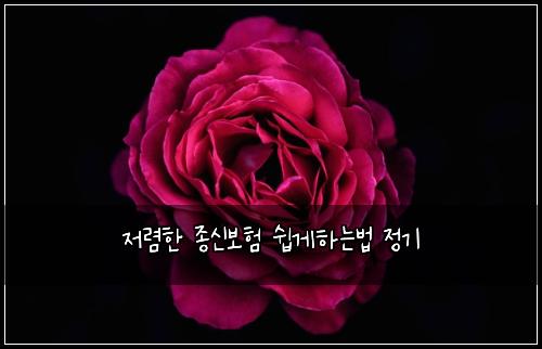 저렴한 종신보험 쉽게하는법  정기
