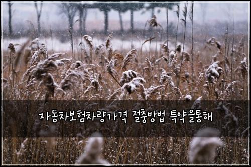 자동차보험차량가격 절충방법 특약을통해