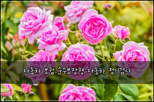 자동차 보험 순수보장형  자동차 정기검사