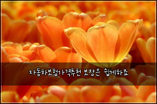 자동차보험가격추천 보장은 쉽게하죠