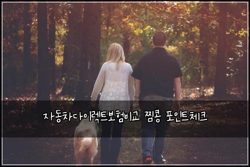 자동차다이렉트보험비교 찜콩 포인트체크