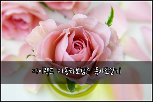 다이렉트 자동차보험은 똑바로알기