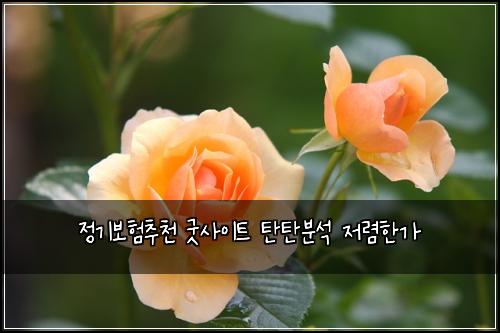 정기보험추천 굿사이트 탄탄분석 저렴한가