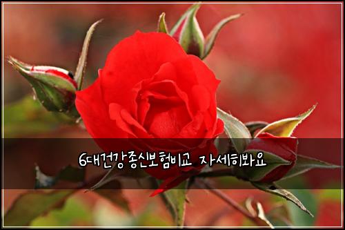 6๋๊ฑด๊ฐ์ข
์ ๋ณดํ๋น๊ต ์์ธํ๋ด์