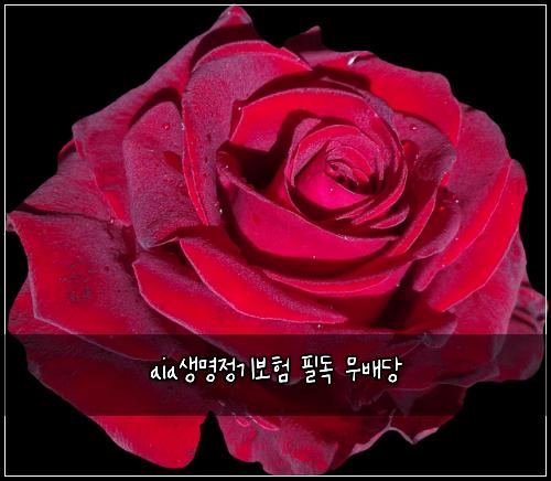 aia생명정기보험 필독  무배당