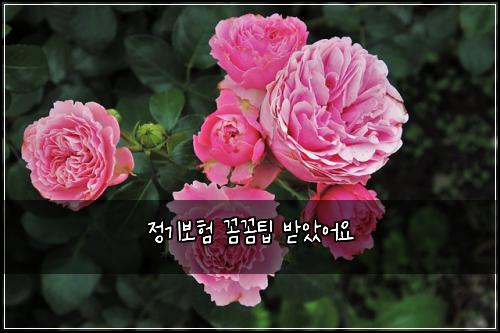 정기보험 꼼꼼팁  받았어요