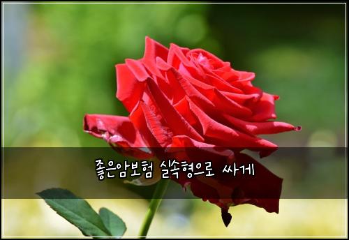 좋은암보험 실속형으로  싸게
