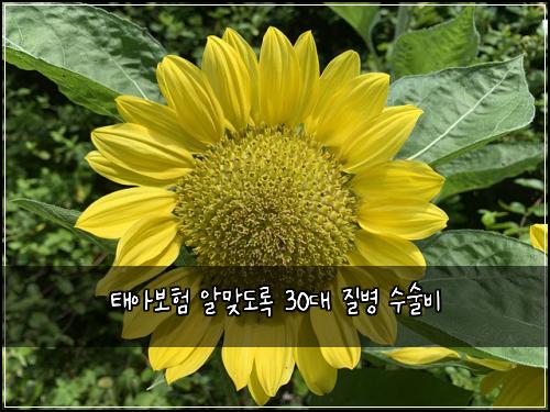 ํ์๋ณดํ ์๋ง๋๋ก 30๋ ์ง๋ณ ์์ ๋น