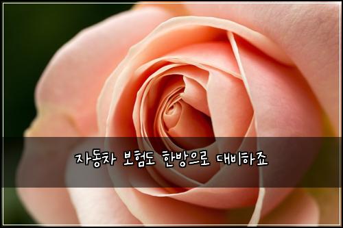 자동차 보험도 한방으로 대비하죠
