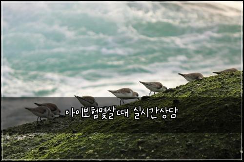 아이보험몇살때 실시간상담