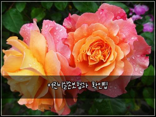 어린이실손보험과 확인팁