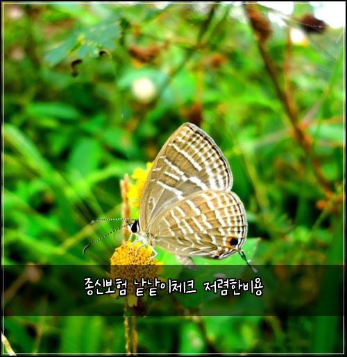 종신보험 낱낱이체크  저렴한비용